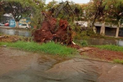 Queda de árvore e alagamentos causam transtorno em Mogi Guaçu