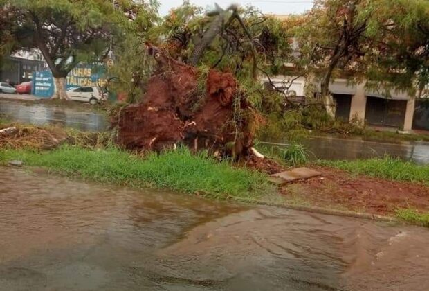 Queda de árvore e alagamentos causam transtorno em Mogi Guaçu