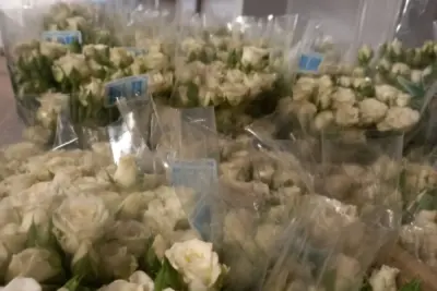 Com praias fechadas, produtores de rosas sugerem homenagens para Iemanjá em casa