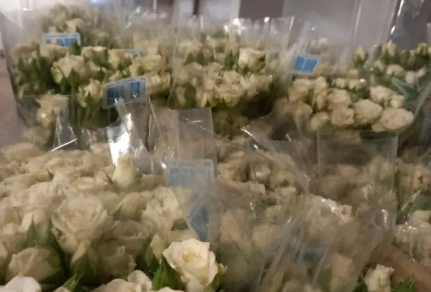 Com praias fechadas, produtores de rosas sugerem homenagens para Iemanjá em casa