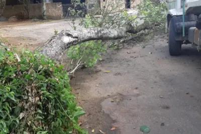 Pedreira registra queda de 12 árvores após chuva forte na terça-feira, 26 de janeiro