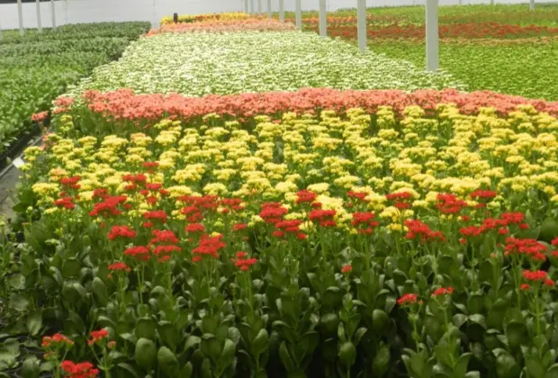 Ibraflor pede a governadores e prefeitos que permitam venda de flores para o Dia da Mulher