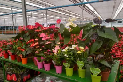 Flores e plantas na forma de coração ajudam namorados a declarar seu amor