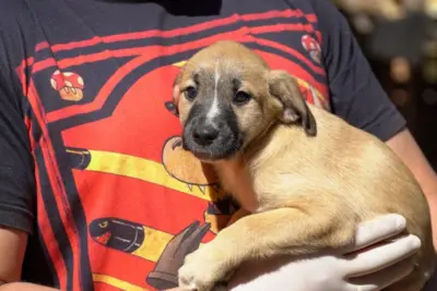Zoonoses promove neste sábado 4ª edição da Feira de Adoção de Cães e Gatos