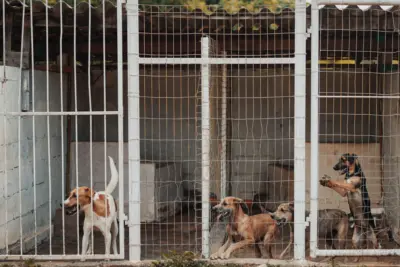 Câmeras de segurança serão instaladas para coibir abandono de animais no Zoonoses