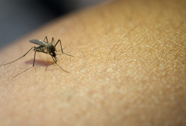 Vigilância Epidemiológica faz alerta sobre o combate ao Aedes aegypti