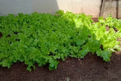 1º Concurso de Horta de Quintal envolve crianças e comunidade de Artur Nogueira