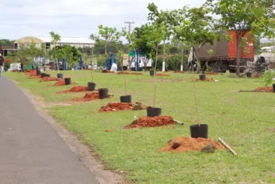 150 mudas são plantadas na Avenida João Aranha