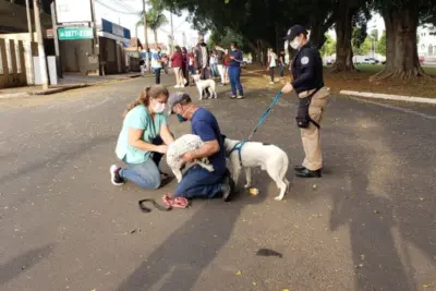 Prefeitura de Artur Nogueira inicia vacinação antirrábica em cães e gatos
