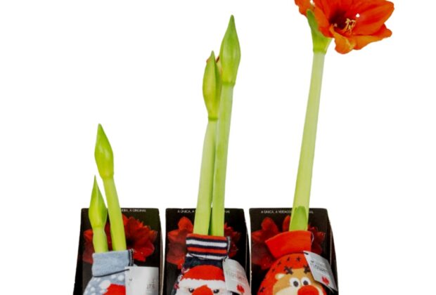 Embalagens tornam flores e plantas mais atrativas como presente de Natal