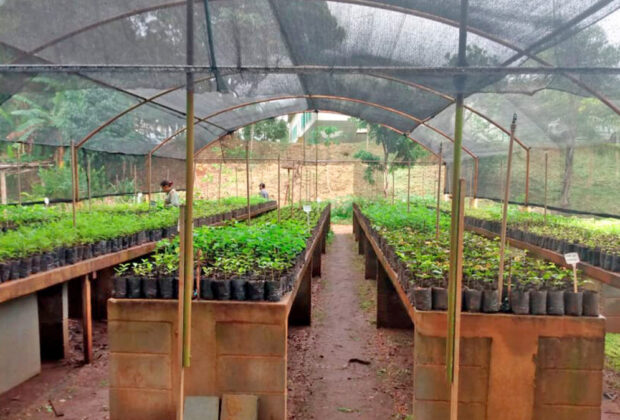 Mogi Guaçu tem Plano Municipal de Arborização Urbana