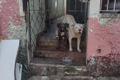 Casal muda e abandona cães na antiga casa