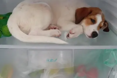 Cachorra viraliza ao ‘invadir’ geladeira para fugir do calor