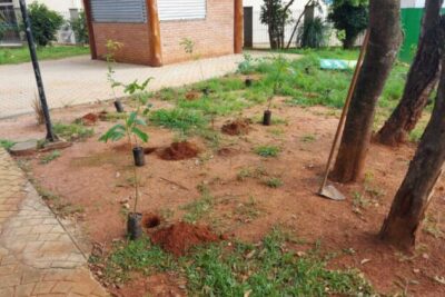 Departamento de Meio Ambiente e Agricultura planta novas mudas de árvores na cidade