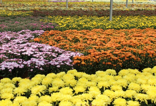 “Estufas Abertas” mostra bastidores das fazendas de flores e plantas de Holambra