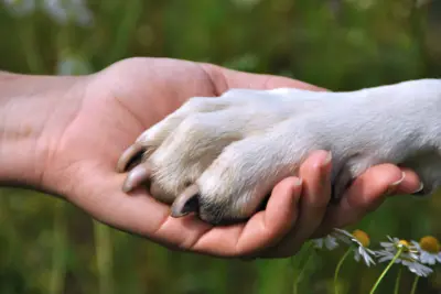 PL visa abertura de Código de Proteção Animal em Engenheiro Coelho