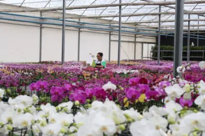 Dia da Mulher estimula a venda de flores e crescimento deve chegar a 10% na semana