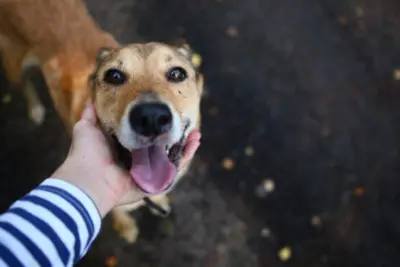 Prefeitura lança campanha de castração gratuita de animais para famílias cadastradas no Cadastro Único