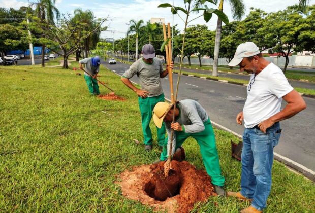 Prefeitura planta mudas de árvores em dois pontos da cidade