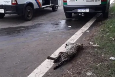 Jaguatirica é atropelada na Rodovia Professor Zeferino Vaz