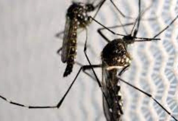 Única com mortes, Americana tem 32% dos casos de dengue