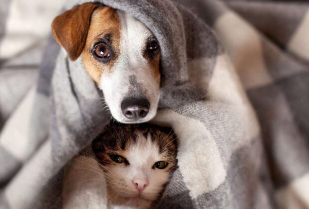 Com chegada do frio, Prefeitura de Artur Nogueira lança Campanha do Agasalho PET Projeto arrecadará roupinhas, cobertores, caminhas e ração para cães e gatos desprotegidos; saiba como doar