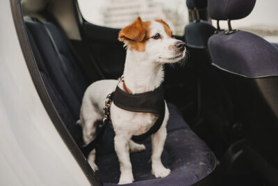 Cuidados ao transportar seu pet com segurança no carro