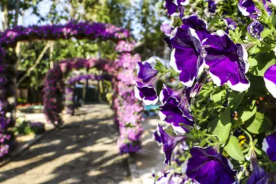 Primeiro lote de ingressos promocionais para a Expoflora termina no dia 24 de junho