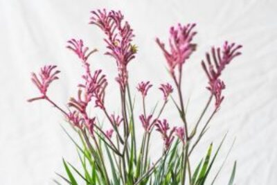 Cooperativa Veiling realiza “Encontros Florais” para receber decoradores no 29º Enflor