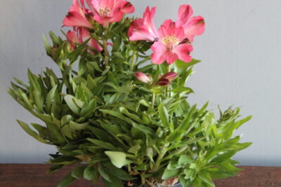 Novidades em flores, plantas e decoração são apresentadas em Holambra