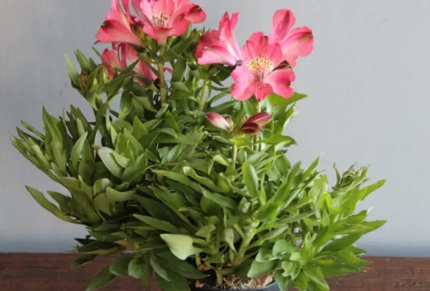 Novidades em flores, plantas e decoração são apresentadas em Holambra