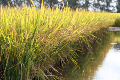 Zoneamento Agrícola de Risco Climático do arroz irrigado é atualizado para Santa Catarina e parte do Paraná