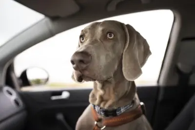 Férias escolares: Renovias orienta motoristas sobre como viajar com pets de maneira segura