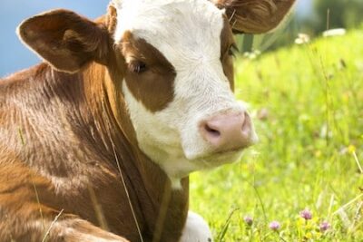 Nova metodologia mede emissão de metano em reprodutores bovinos