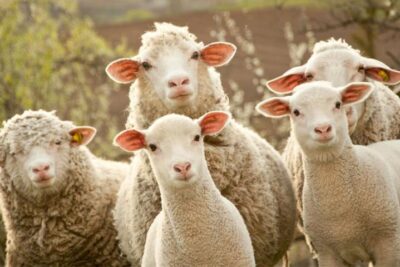 Ajustes em dietas podem garantir a ovinos melhor resiliência ante a verminose
