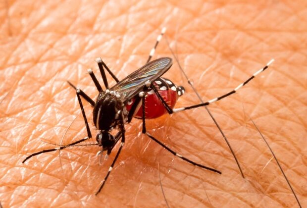 Mogi Guaçu regista 0,07% no índice de infestação do mosquito Aedes aegypti e número mostra queda nos casos da doença