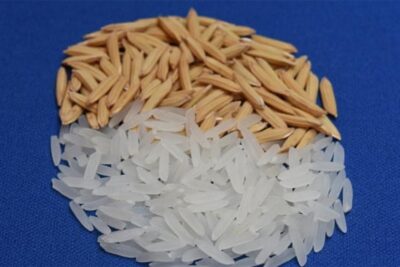 Prosa Rural traz o tema Sementes de qualidade e produção sustentável em arroz irrigado subtropical