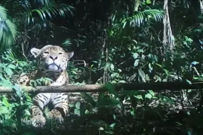 Maior felino das Américas é considerado raro e ameaçado nesse domínio natural