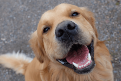 5 coisas que você faz e seu cachorro odeia