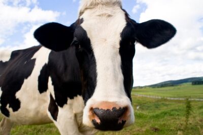 Longevidade da vaca leiteira