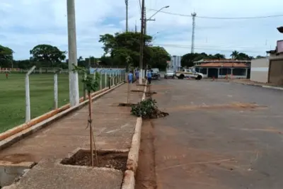 Meio ambiente substitui árvores em Engenheiro Coelho