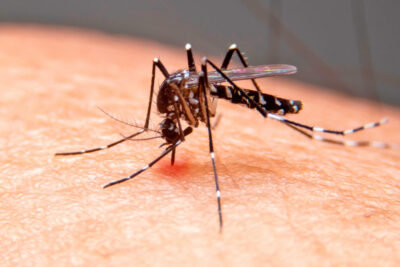 Saúde de Holambra realiza mutirão de combate à Dengue no Groot neste sábado