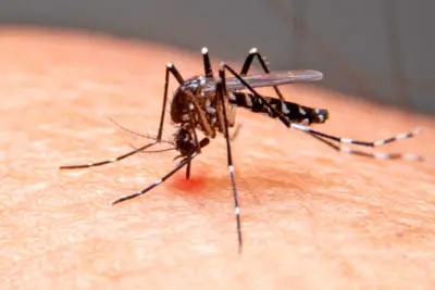 Mogi Guaçu registra três casos de dengue em novembro