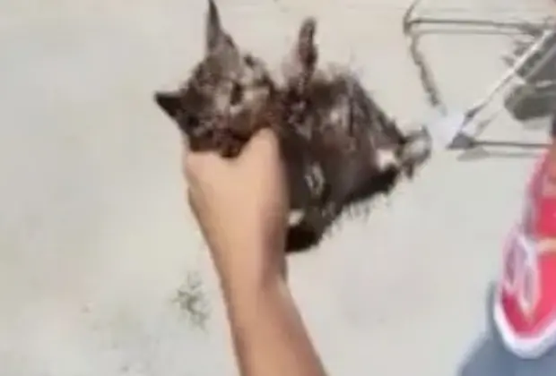 Bombeiros resgatam gatinho preso no telhado e emocionam moradores