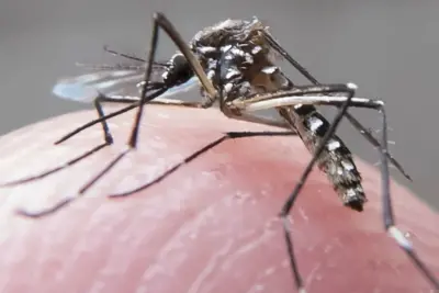 Parlamentar destaca importância de ações para evitar o Aedes aegypti