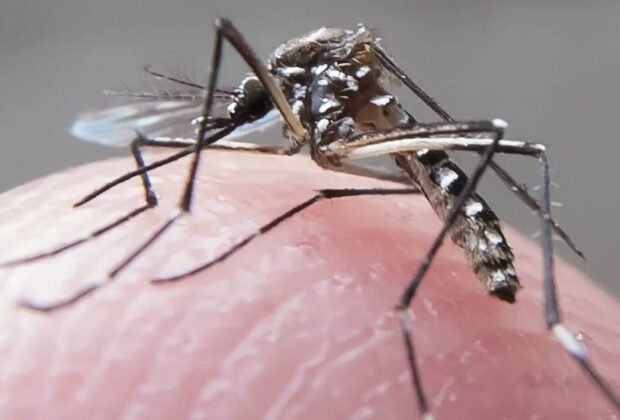 Parlamentar destaca importância de ações para evitar o Aedes aegypti