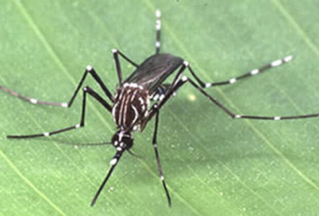 Casos de dengue aumentam 68% em janeiro