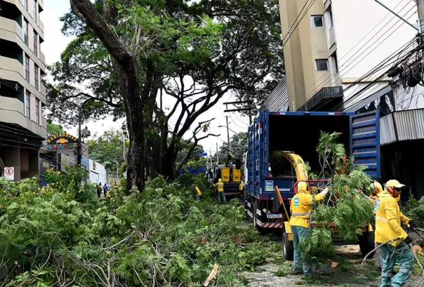 DPJ retirou nove árvores do canteiro central da Rua Abolição Trabalhos continuam no decorrer desta semana, das 8h às 17h, até que todas as 27 espécimes de grande porte sejam extraídas