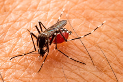 Mogi Guaçu regista média de infestação predial pelo Aedes aegypti de 0,8% em janeiro