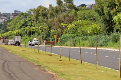 SAAMA promove plantio de 28 mudas de árvores no canteiro central da Avenida Brasil